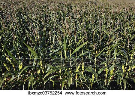 "Maize field (Zea mays) with flowers and corn cobs, Middle Franconia, Bavaria, Germany, Europe" View Large Photo Image Picture - "Maize field (Zea mays) with flowers and corn cobs, Middle Franconia, Bavaria, Germany, Europe". Fotosearch
