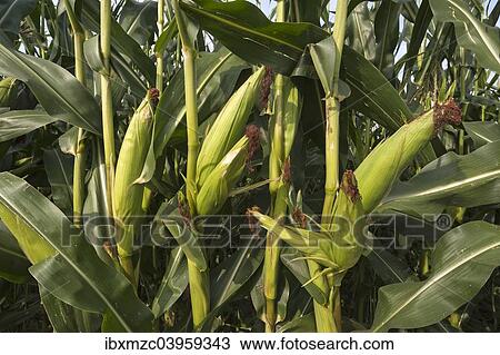 "Maize or Corn (Zea mays subsp. Mays), plants with corn cobs, grown as animal feed, Bavaria, Germany, Europe" View Large Photo Image Stock Image - "Maize or Corn (Zea mays subsp. Mays), plants with corn cobs, grown as animal feed, Bavaria, Germany, Europe". Fotosearch