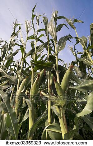 "Maize or Corn (Zea mays subsp. Mays), plants with corn cobs and flowers, grown as animal feed, against a blue sky, Bavaria, Germany, Europe" View Large Photo Image Stock Photo - "Maize or Corn (Zea mays subsp. Mays), plants with corn cobs and flowers, grown as animal feed, against a blue sky, Bavaria, Germany, Europe". Fotosearch
