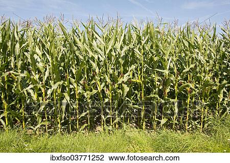 "Maize (Zea mays), in flower, Thuringia, Germany, Europe" View Large Photo Image Stock Image - "Maize (Zea mays), in flower, Thuringia, Germany, Europe". Fotosearch