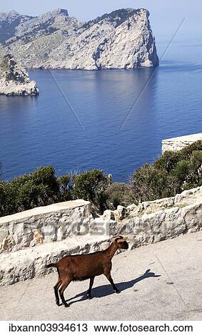 "Majorcan Wild Goat (Cabra salvatge mallorquina) at Cap Formentor, Majorca, Balearic Islands, Spain, Europe" View Large Photo Image Stock Image - "Majorcan Wild Goat (Cabra salvatge mallorquina) at Cap Formentor, Majorca, Balearic Islands, Spain, Europe". Fotosearch
