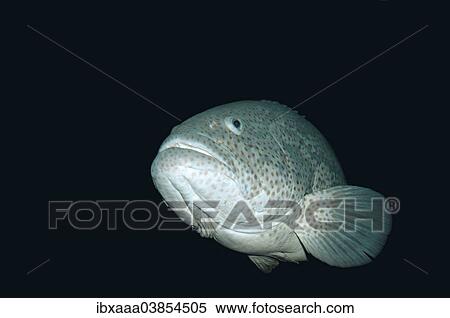"Malabar grouper, Greasy Grouper (Epinephelus malabaricus), Red Sea, Egypt, Africa" View Large Photo Image Stock Photography - "Malabar grouper, Greasy Grouper (Epinephelus malabaricus), Red Sea, Egypt, Africa". Fotosearch