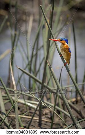 "Malachite Kingfisher (Alcedo cristata) sitting on a blade of grass on the river, Savuti area, Chobe National Park, Botswana, Africa" View Large Photo Image Stock Photo - "Malachite Kingfisher (Alcedo cristata) sitting on a blade of grass on the river, Savuti area, Chobe National Park, Botswana, Africa". Fotosearch