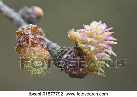 Male and female flowers of the Larch (Larix decidua) View Large Photo Image Stock Image - Male and female flowers of the Larch (Larix decidua). Fotosearch