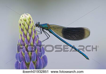 "Male Banded Demoiselle (Calopteryx splendens) on lupine (Lupinus polyphyllus), Emsland, Germany, Europe" View Large Photo Image Stock Image - "Male Banded Demoiselle (Calopteryx splendens) on lupine (Lupinus polyphyllus), Emsland, Germany, Europe". Fotosearch