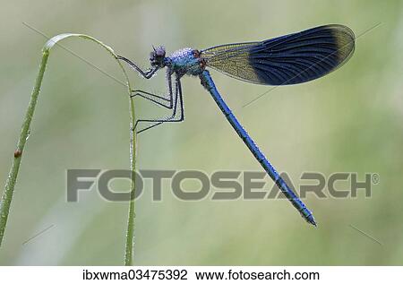 "Male Banded Demoiselle (Calopteryx splendens) on a blade of grass, North Hesse, Hesse, Germany, Europe" View Large Photo Image Stock Image - "Male Banded Demoiselle (Calopteryx splendens) on a blade of grass, North Hesse, Hesse, Germany, Europe". Fotosearch