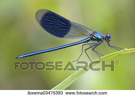 "Male Banded Demoiselle (Calopteryx splendens) on a bulrush, North Hesse, Hesse, Germany, Europe" View Large Photo Image Stock Image - "Male Banded Demoiselle (Calopteryx splendens) on a bulrush, North Hesse, Hesse, Germany, Europe". Fotosearch