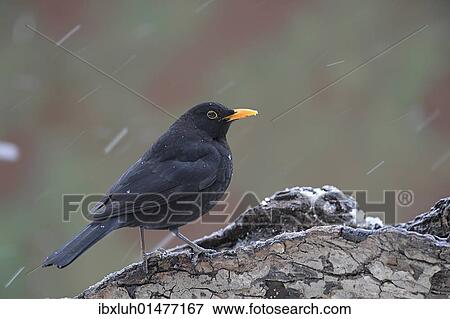 Male blackbird (Turdus merula) View Large Photo Image Stock Photo - Male blackbird (Turdus merula). Fotosearch