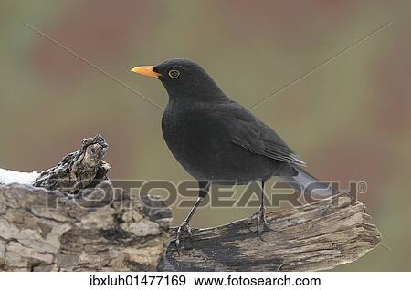 Stock Photo - Male blackbird (Turdus merula). Fotosearch