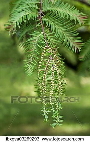 "Male cones of the Dawn Redwood (Metasequoia glyptostroboides), Geneva, Canton of Geneva, Switzerland, Europe" View Large Photo Image Stock Image - "Male cones of the Dawn Redwood (Metasequoia glyptostroboides), Geneva, Canton of Geneva, Switzerland, Europe". Fotosearch