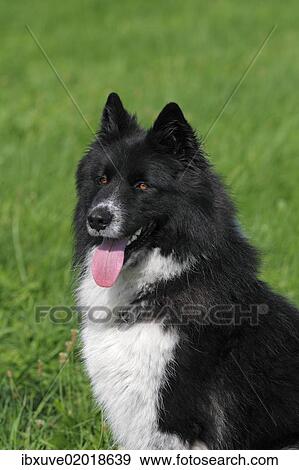 "Male dog, mixed-breed (Canis lupus familiaris), portrait" View Large Photo Image Stock Photo - "Male dog, mixed-breed (Canis lupus familiaris), portrait". Fotosearch