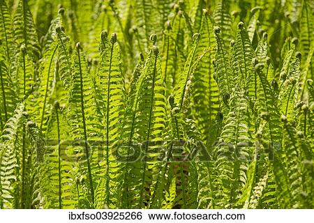"Male Fern (Dryopteris filix-mas), Grosses Moor nature reserve, Lower Saxony, Germany, Europe" View Large Photo Image Stock Photograph - "Male Fern (Dryopteris filix-mas), Grosses Moor nature reserve, Lower Saxony, Germany, Europe". Fotosearch