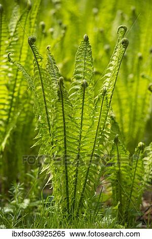 "Male Fern (Dryopteris filix-mas), Grosses Moor nature reserve, Lower Saxony, Germany, Europe" View Large Photo Image Stock Photography - "Male Fern (Dryopteris filix-mas), Grosses Moor nature reserve, Lower Saxony, Germany, Europe". Fotosearch