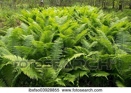 "Male Fern (Dryopteris filix-mas), Lower Saxony, Germany, Europe" View Large Photo Image Stock Photography - "Male Fern (Dryopteris filix-mas), Lower Saxony, Germany, Europe". Fotosearch