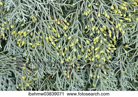 Stock Image - "Male flowers of a Cypress (Cypressus sp. ), Canton of Tessin, Switzerland, Europe". Fotosearch