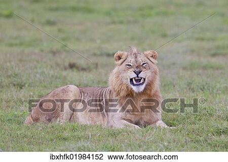 "Male lion (Leo panthera) at the Addo Elephant Park, South Africa, Africa" View Large Photo Image Stock Image - "Male lion (Leo panthera) at the Addo Elephant Park, South Africa, Africa". Fotosearch