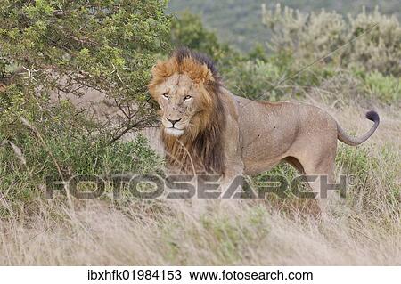 Stock Image - "Male lion (Leo panthera) at the Addo Elephant Park, South Africa, Africa". Fotosearch