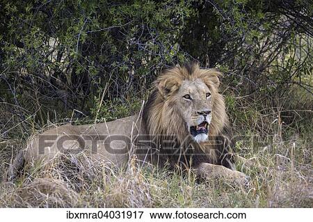 "Male lion (Panthera leo) with black mane lying with mouth open in front of a bush, Okavango Delta, Botswana, Africa" View Large Photo Image Stock Photo - "Male lion (Panthera leo) with black mane lying with mouth open in front of a bush, Okavango Delta, Botswana, Africa". Fotosearch