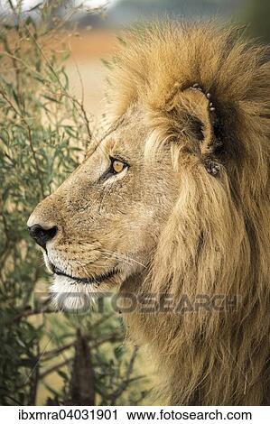 "Male lion (Panthera leo) with ticks on the ear, Okavango Delta, Botswana, Africa" View Large Photo Image Stock Image - "Male lion (Panthera leo) with ticks on the ear, Okavango Delta, Botswana, Africa". Fotosearch