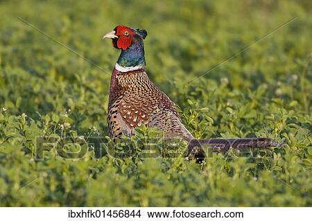 Picture - "Male Pheasant (Phasianus colchicus), Apetlon, Burgenland, Austria, Europe". Fotosearch