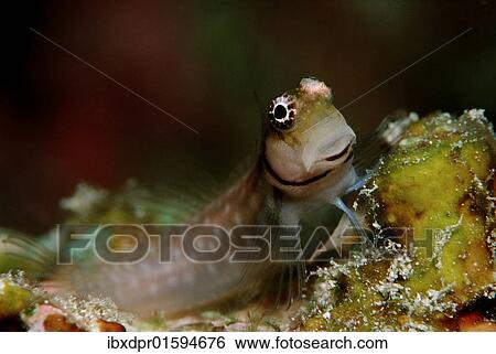 Stock Photograph - "Maledivian Blenny (Ecsenius minutus), Maldives Island, Indian Ocean". Fotosearch