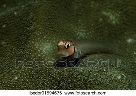 "Maledivian Blenny (Ecsenius minutus), Maldives Island, Indian Ocean" View Large Photo Image Stock Photography - "Maledivian Blenny (Ecsenius minutus), Maldives Island, Indian Ocean". Fotosearch