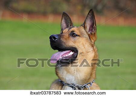 "Malinois, Belgian Shepherd Dog, portrait" View Large Photo Image Stock Image - "Malinois, Belgian Shepherd Dog, portrait". Fotosearch
