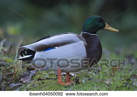 "Mallard (Anas platyrhinchos), drake, Emsland, Lower Saxony, Germany, Europe" View Large Photo Image Stock Image - "Mallard (Anas platyrhinchos), drake, Emsland, Lower Saxony, Germany, Europe". Fotosearch