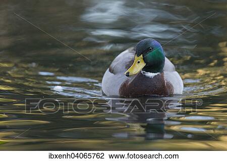 "Mallard (Anas platyrhinchos), drake, Emsland, Lower Saxony, Germany, Europe" View Large Photo Image Stock Image - "Mallard (Anas platyrhinchos), drake, Emsland, Lower Saxony, Germany, Europe". Fotosearch
