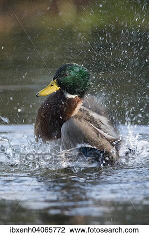 "Mallard (Anas platyrhinchos), drake, bathing, Emsland, Lower Saxony, Germany, Europe" View Large Photo Image Stock Image - "Mallard (Anas platyrhinchos), drake, bathing, Emsland, Lower Saxony, Germany, Europe". Fotosearch