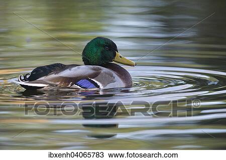 "Mallard (Anas platyrhinchos), drake, Emsland, Lower Saxony, Germany, Europe" View Large Photo Image Stock Image - "Mallard (Anas platyrhinchos), drake, Emsland, Lower Saxony, Germany, Europe". Fotosearch