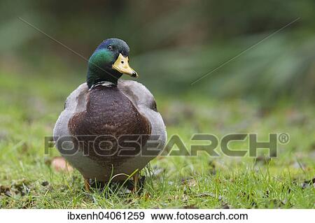 "Mallard (Anas platyrhinchos), drake, Emsland, Lower Saxony, Germany, Europe" View Large Photo Image Stock Photo - "Mallard (Anas platyrhinchos), drake, Emsland, Lower Saxony, Germany, Europe". Fotosearch