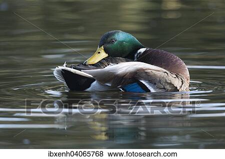 "Mallard (Anas platyrhinchos), drake, Emsland, Lower Saxony, Germany, Europe" View Large Photo Image Stock Photo - "Mallard (Anas platyrhinchos), drake, Emsland, Lower Saxony, Germany, Europe". Fotosearch