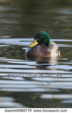 "Mallard (Anas platyrhinchos), drake, Emsland, Lower Saxony, Germany, Europe" View Large Photo Image Stock Photo - "Mallard (Anas platyrhinchos), drake, Emsland, Lower Saxony, Germany, Europe". Fotosearch