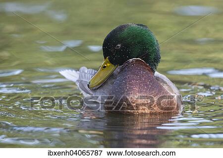 "Mallard (Anas platyrhinchos), drake, Emsland, Lower Saxony, Germany, Europe" View Large Photo Image Stock Photo - "Mallard (Anas platyrhinchos), drake, Emsland, Lower Saxony, Germany, Europe". Fotosearch
