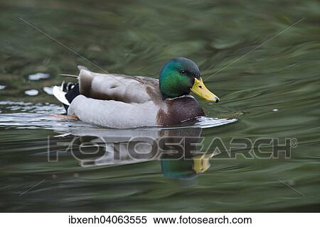 "Mallard (Anas platyrhinchos), drake, Emsland, Lower Saxony, Germany, Europe" View Large Photo Image Stock Photography - "Mallard (Anas platyrhinchos), drake, Emsland, Lower Saxony, Germany, Europe". Fotosearch