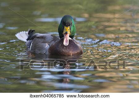 "Mallard (Anas platyrhinchos), drake, Emsland, Lower Saxony, Germany, Europe" View Large Photo Image Stock Photography - "Mallard (Anas platyrhinchos), drake, Emsland, Lower Saxony, Germany, Europe". Fotosearch