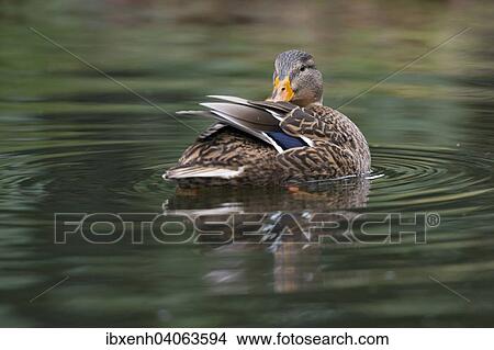 "Mallard (Anas platyrhinchos), Emsland, Lower Saxony, Germany, Europe" View Large Photo Image Picture - "Mallard (Anas platyrhinchos), Emsland, Lower Saxony, Germany, Europe". Fotosearch