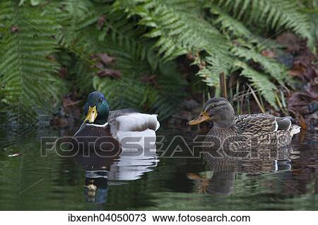 Stock Image - "Mallard (Anas platyrhinchos), Emsland, Lower Saxony, Germany, Europe". Fotosearch