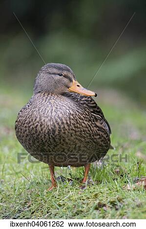 "Mallard (Anas platyrhinchos), Emsland, Lower Saxony, Germany, Europe" View Large Photo Image Stock Image - "Mallard (Anas platyrhinchos), Emsland, Lower Saxony, Germany, Europe". Fotosearch