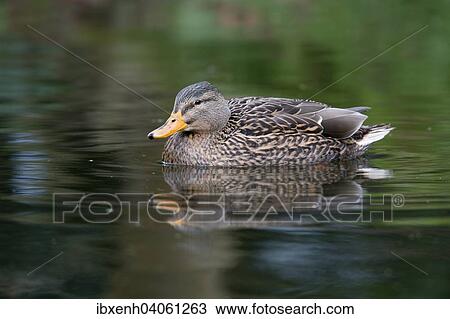 "Mallard (Anas platyrhinchos), Emsland, Lower Saxony, Germany, Europe" View Large Photo Image Stock Image - "Mallard (Anas platyrhinchos), Emsland, Lower Saxony, Germany, Europe". Fotosearch