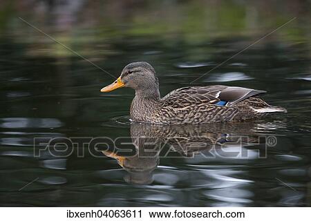 "Mallard (Anas platyrhinchos), Emsland, Lower Saxony, Germany, Europe" View Large Photo Image Stock Image - "Mallard (Anas platyrhinchos), Emsland, Lower Saxony, Germany, Europe". Fotosearch