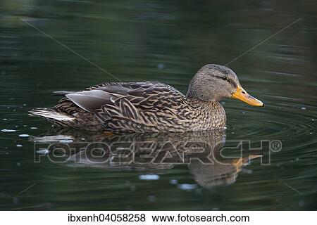 "Mallard (Anas platyrhinchos), Emsland, Lower Saxony, Germany, Europe" View Large Photo Image Stock Photo - "Mallard (Anas platyrhinchos), Emsland, Lower Saxony, Germany, Europe". Fotosearch