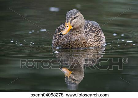 "Mallard (Anas platyrhinchos), Emsland, Lower Saxony, Germany, Europe" View Large Photo Image Stock Photo - "Mallard (Anas platyrhinchos), Emsland, Lower Saxony, Germany, Europe". Fotosearch