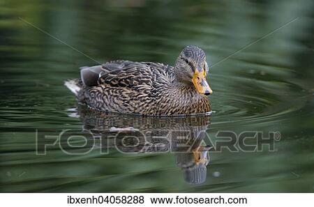 "Mallard (Anas platyrhinchos), Emsland, Lower Saxony, Germany, Europe" View Large Photo Image Stock Photo - "Mallard (Anas platyrhinchos), Emsland, Lower Saxony, Germany, Europe". Fotosearch
