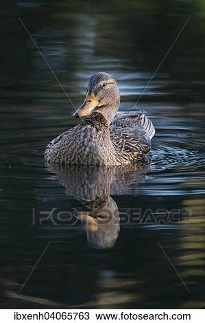 "Mallard (Anas platyrhinchos), female, Emsland, Lower Saxony, Germany, Europe" View Large Photo Image Stock Image - "Mallard (Anas platyrhinchos), female, Emsland, Lower Saxony, Germany, Europe". Fotosearch