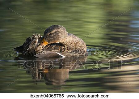 "Mallard (Anas platyrhinchos), female, Emsland, Lower Saxony, Germany, Europe" View Large Photo Image Stock Photography - "Mallard (Anas platyrhinchos), female, Emsland, Lower Saxony, Germany, Europe". Fotosearch