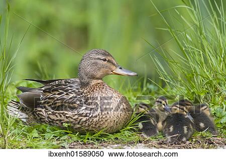 Mallard (Anas platyrhinchos) with chicks View Large Photo Image Stock Image - Mallard (Anas platyrhinchos) with chicks. Fotosearch