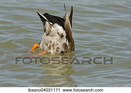 "Mallard (Anas platyrhynchos), diving, Zicksee lake, Seewinkel, Burgenland, Austria, Europe" View Large Photo Image Stock Image - "Mallard (Anas platyrhynchos), diving, Zicksee lake, Seewinkel, Burgenland, Austria, Europe". Fotosearch