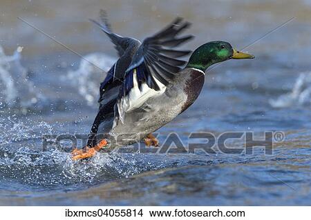 "Mallard (Anas platyrhynchos), drake in flight, North Hesse, Hesse, Germany, Europe" View Large Photo Image Picture - "Mallard (Anas platyrhynchos), drake in flight, North Hesse, Hesse, Germany, Europe". Fotosearch